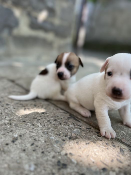 Хлопчики та дівчатка Джек Рассел.