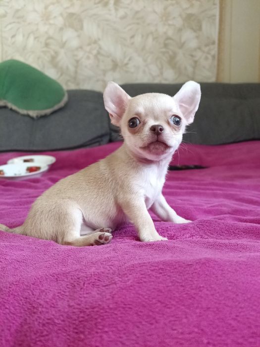 Хлопчик чихуахуа