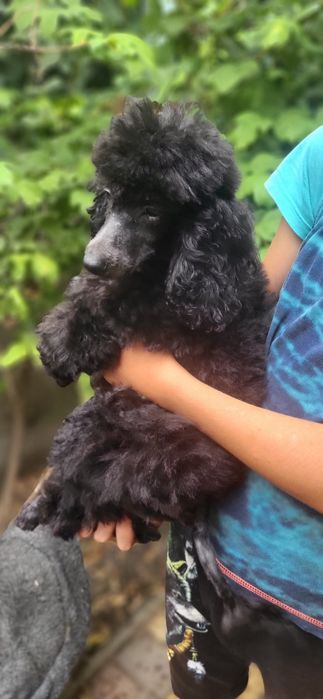 Продаются щенки Той Пудель