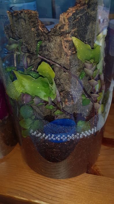 Caribena versicolor samica L7