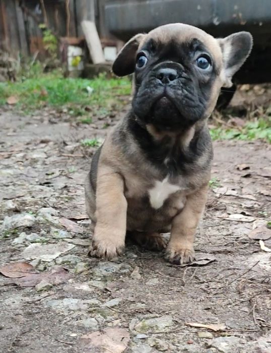 Девочки французского бульдога