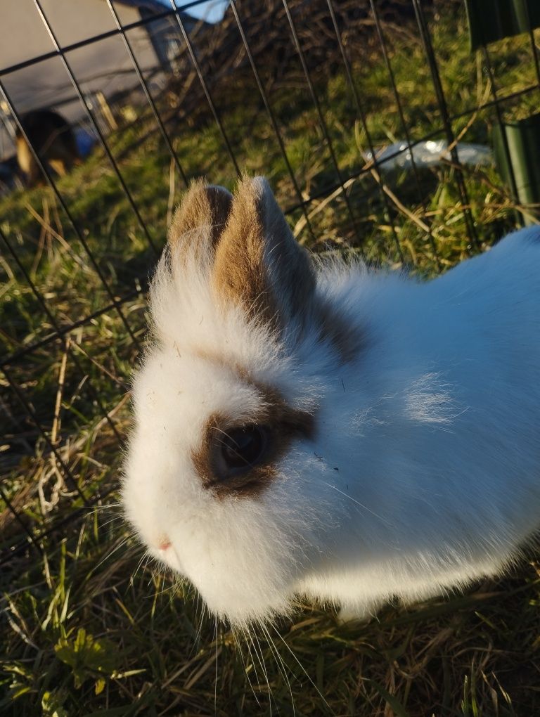 Królik miniaturka Teddy KSIAZECZKA zdrowia,SZCZEPIENIA