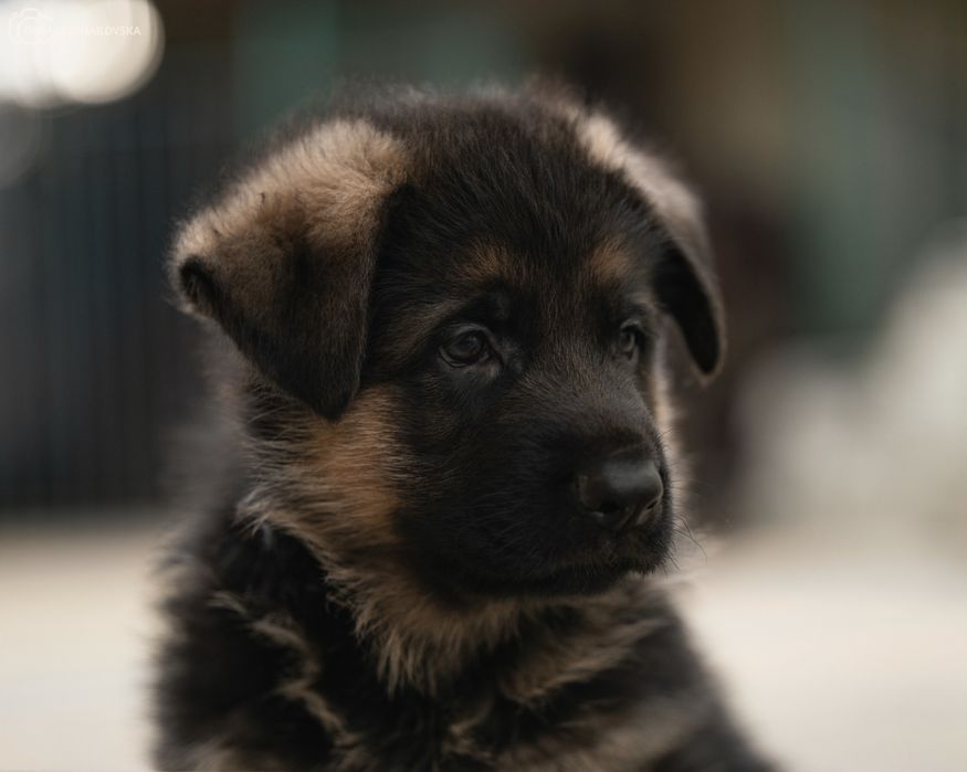 Хлопчик німецької вівчарки
