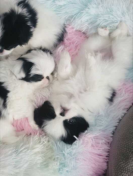 Chin Japoński szczeniak ZKWP / FCI Piesek