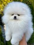 Szpic miniaturowy Pomeranian FCI ZKwP boy