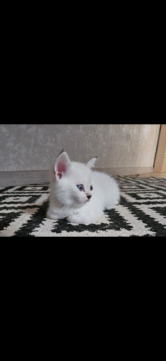 Британські котята