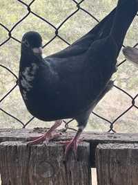 Casal de pombos novos.