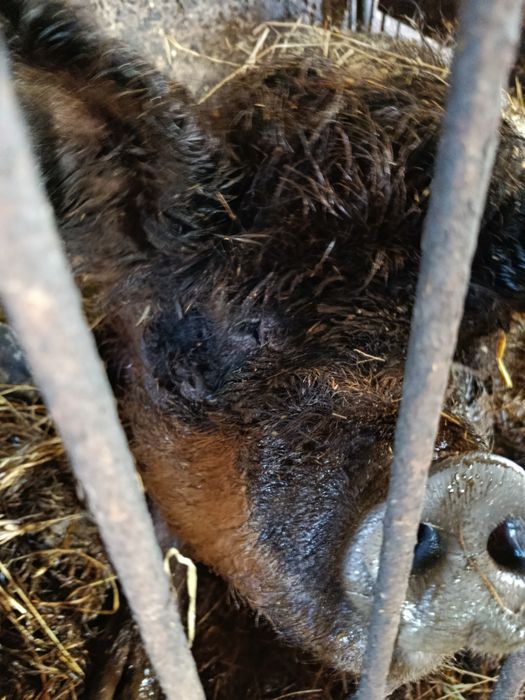 Mangalica maciora świnia locha