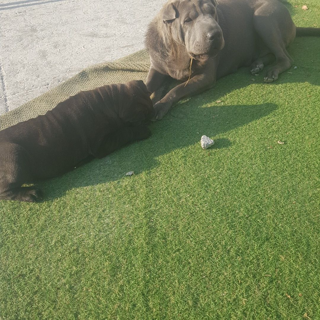 Shar pei bebe criado com Amor