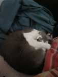 Gata para adotar