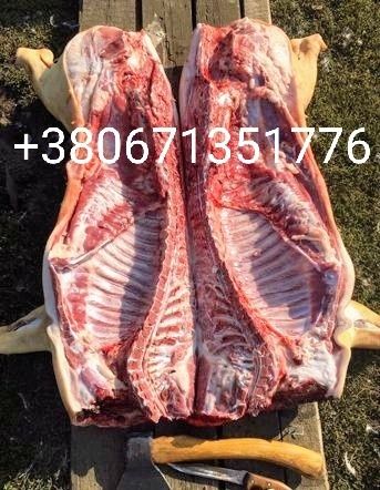 Продам Туші домашніх свиней