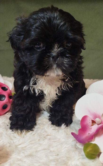 Piękna suczka Shih Tzu gotowa do zmiany domu