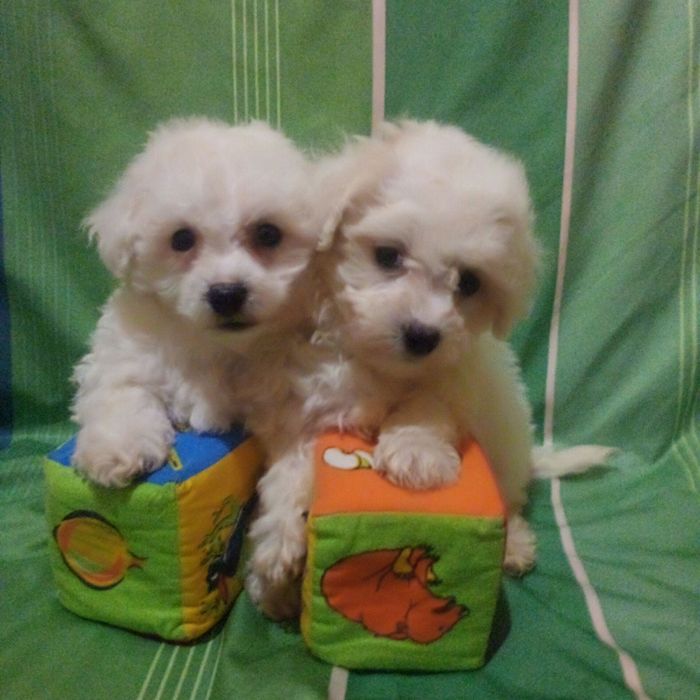 Цуценятка мальтіпу з доставкою.