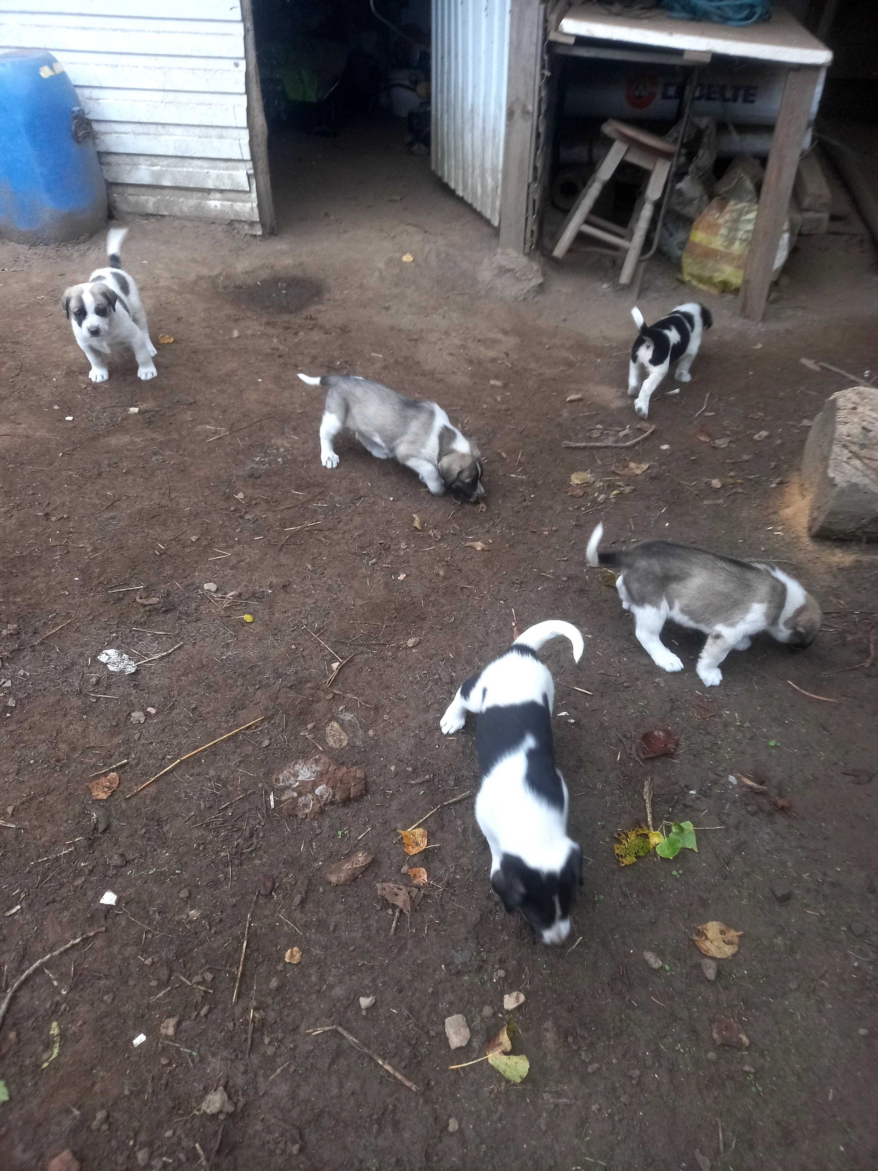 Cães rafeiro alentejano puros
