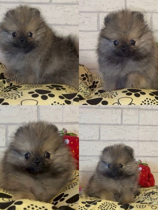 Szpic miniaturowy pomeranian