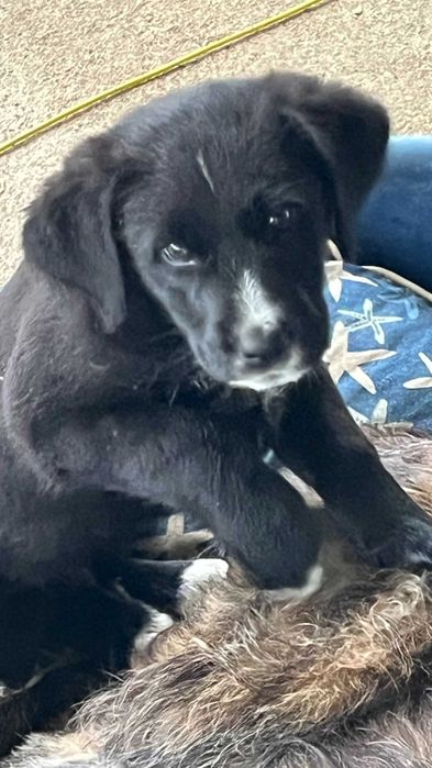 Lindos cachorrinhos mestiços (Serra da Estrela) Raça Rrande