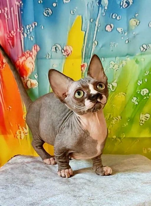 Коротколапа дівчинка Міллі порода Бамбіно