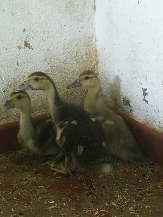 Patos mudos (diversas idades]