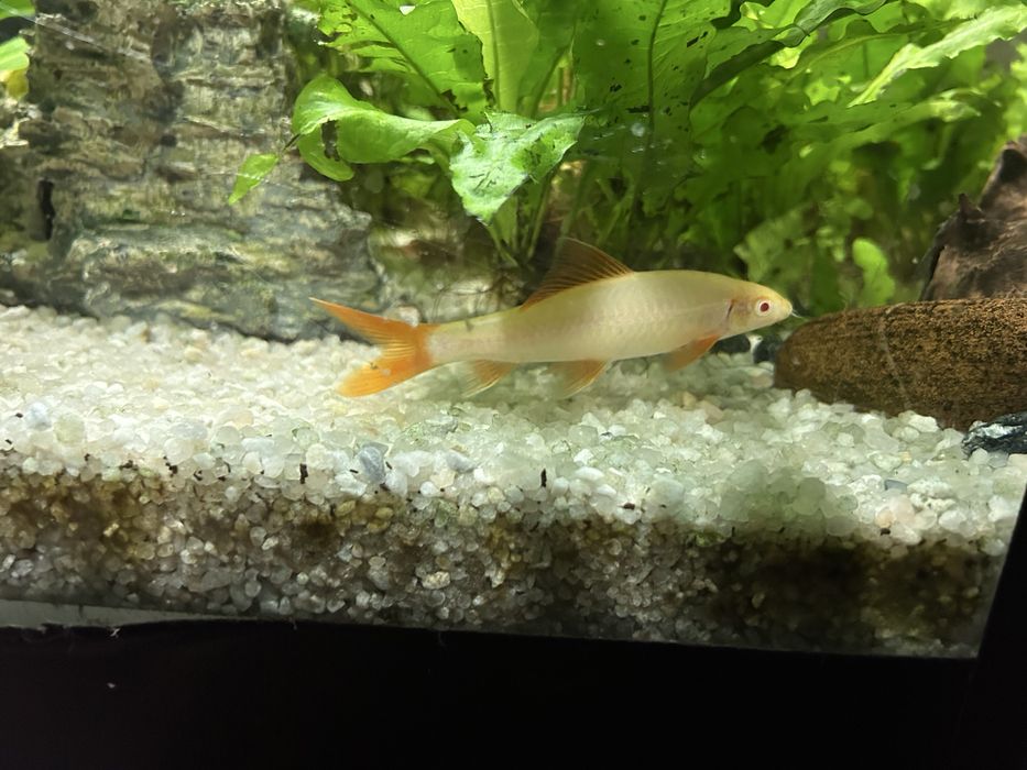 Aquario,plantas,peixes e motor