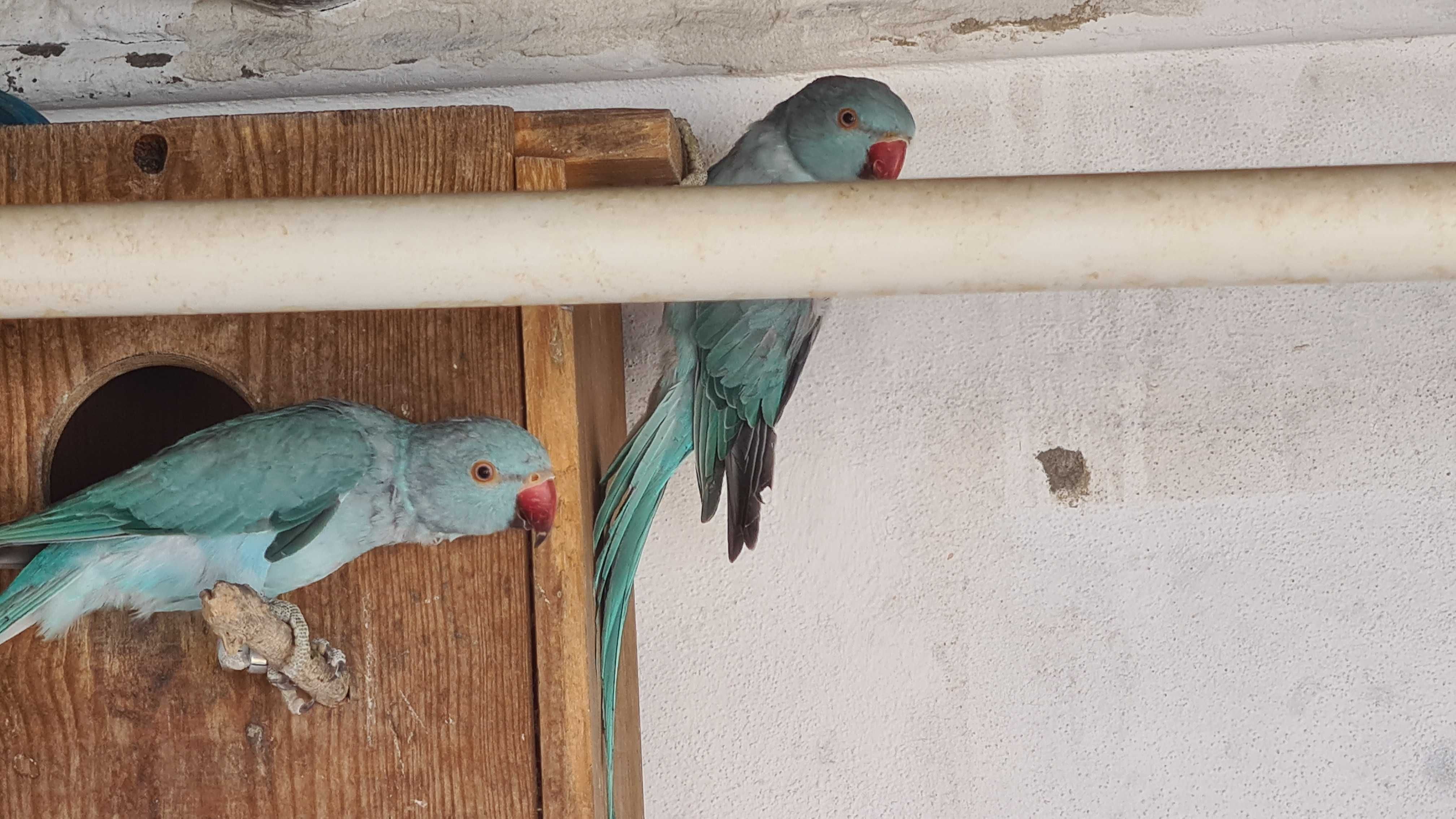 Ring Neck 2024 Estremoz/Benavente