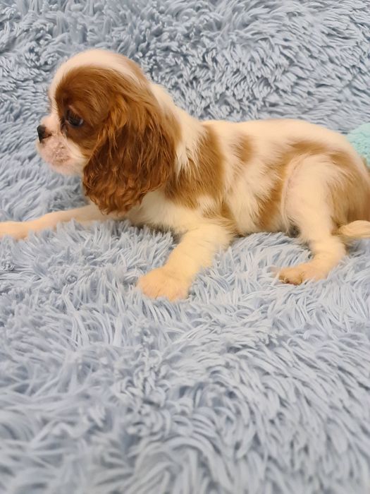 Cavalier piesek z czteropokoleniowym rodowodem