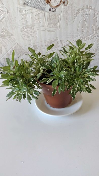 Фиалки "Шотландский Вереск" и "Динозавр" цена за одну шт.