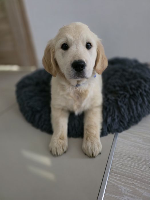 Golden Retriever piesek metryka do odbioru chip szczeniak