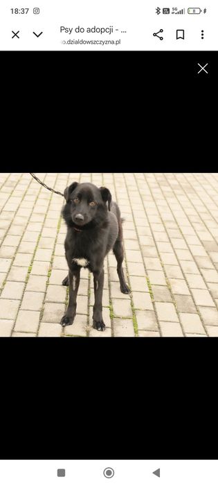 Sticz chce opuścić schronisko!