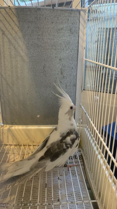 3 casais de caturras e um macho