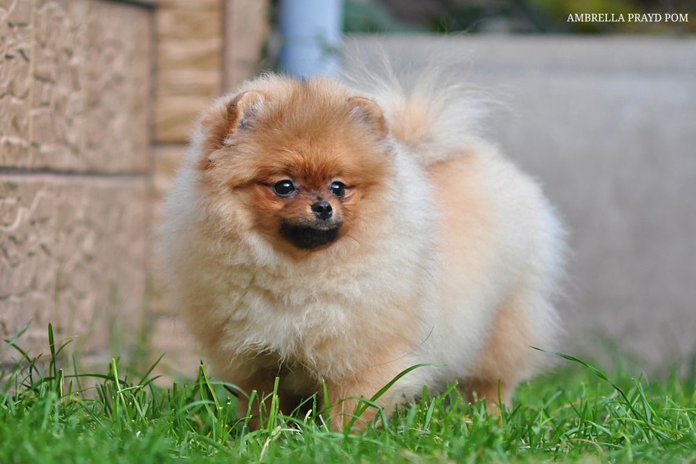 Чарівне створіння Амбрелла