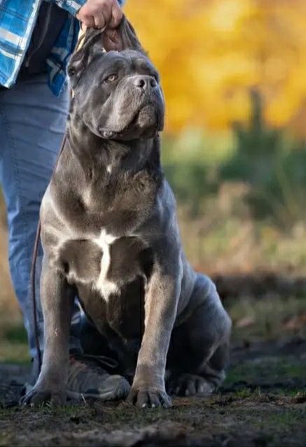 Cane Corso FCI  suczka, mocna budowa