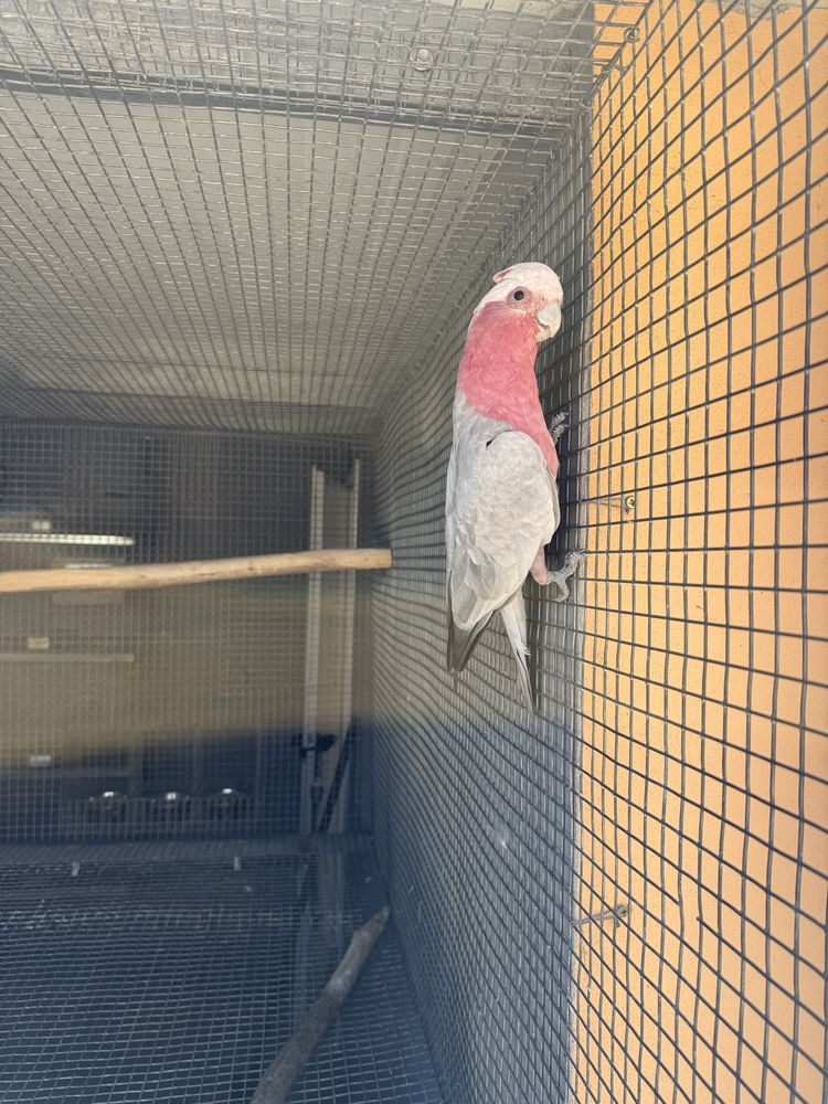 Cacatua galah 2021