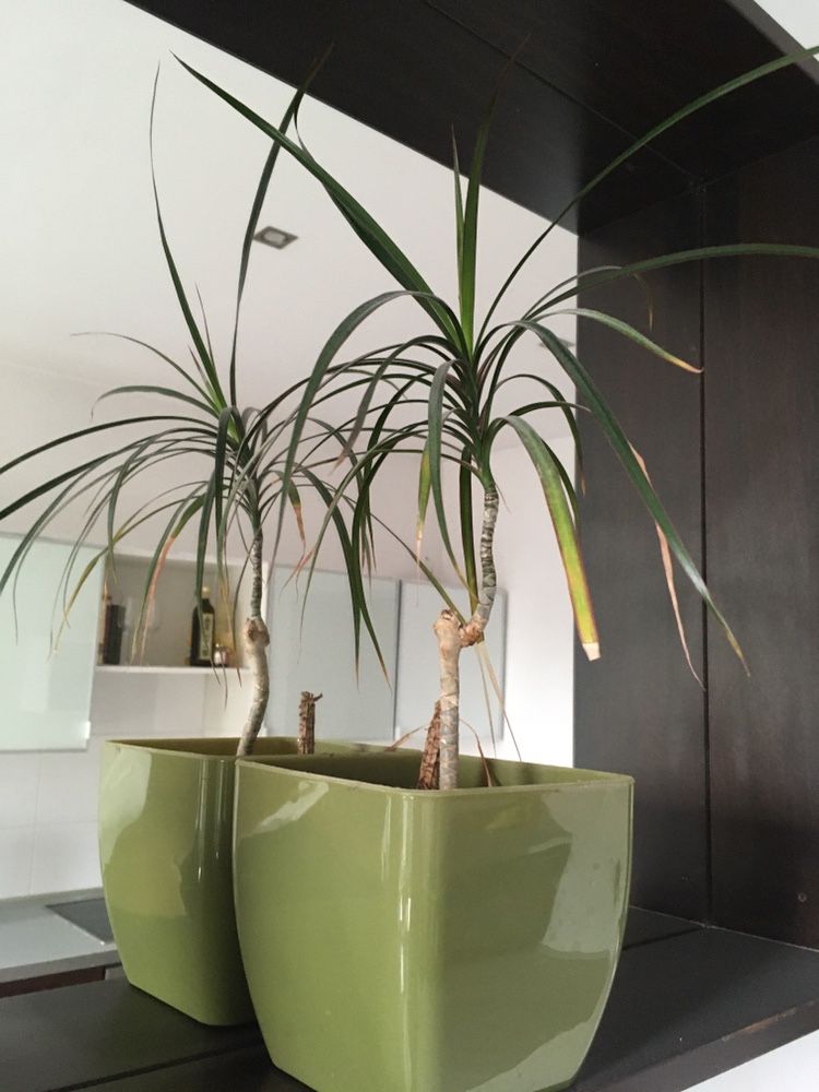 Kwiaty doniczkowe palma dracena i benjaminek