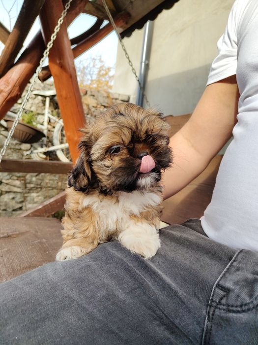 Piękna Shih Tzu z rodowodem