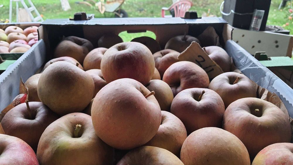 Szara Reneta, Złota Reneta, Reneta Blenheimeńska, Koksa Pomarańczowa.