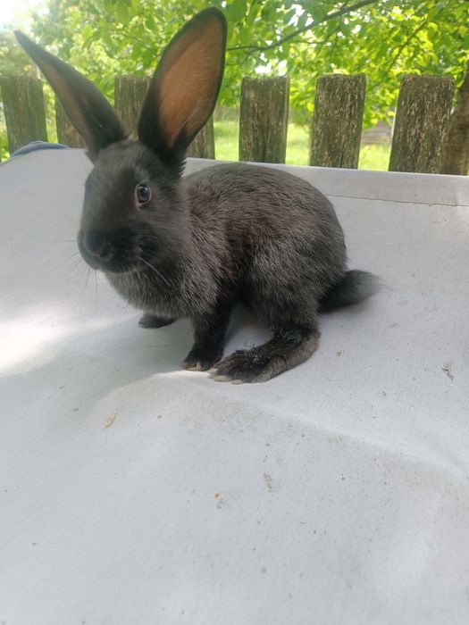 Продаю молоденькі кролики живою вагою