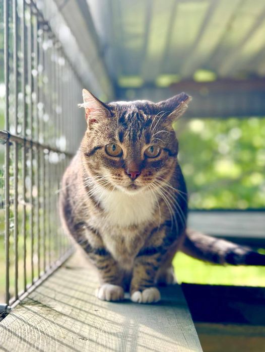 Kruszyna - wykątkowa, śliczna, grzeczna - szuka domu