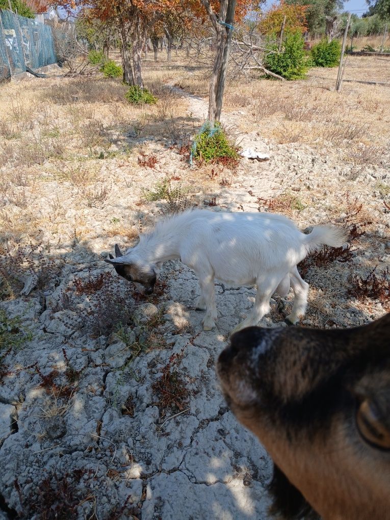 Cabrito anao super pequeno com 5.5meses
