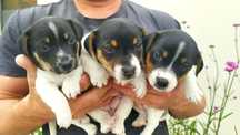Jack Russell Terrier
