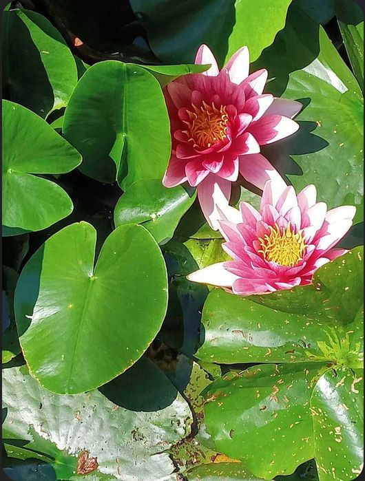 Lilie wodne do stawów i oczek wodnych