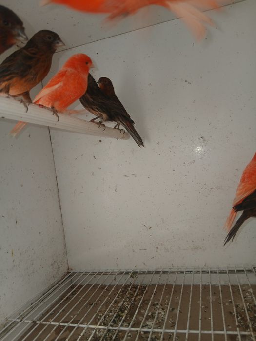 Canários de Cor 639J