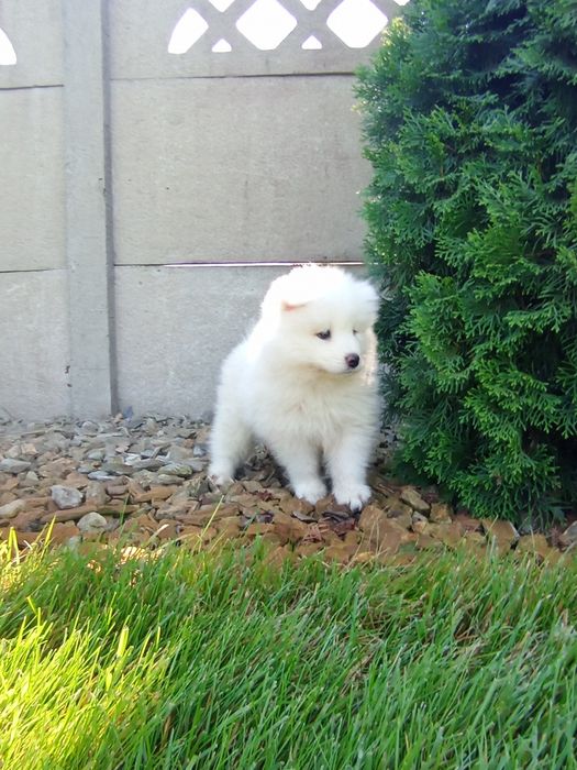 Samoyed śliczny gotowy do nowego domu