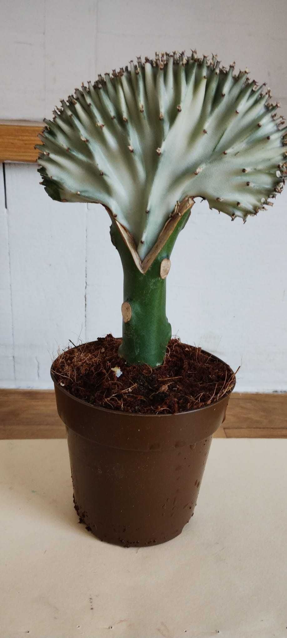 Euphorbia kaktus