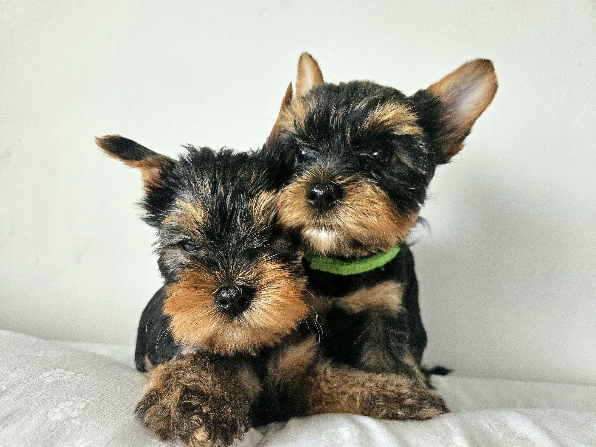 Piesek Yorkshire terrier