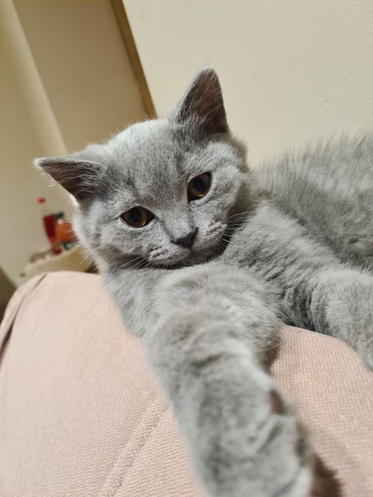 Kocięta brytyjskie krótkowłose, British Shorthair