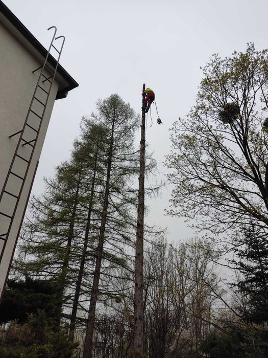 Wycinka drzew, pielęgnacja drzew, frezowanie pni, mielenie gałezi.