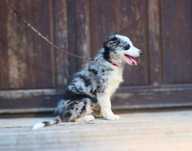 Uroczy piesek blue merle ZKwP /FCI