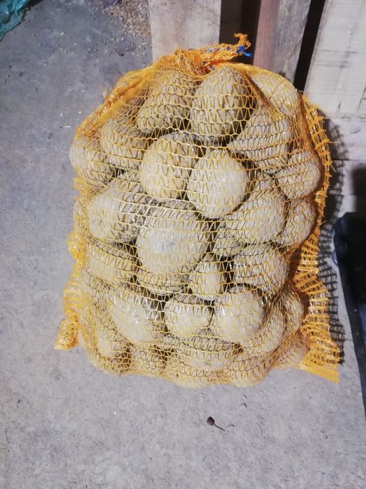 Ziemniaki Soraya Jurek