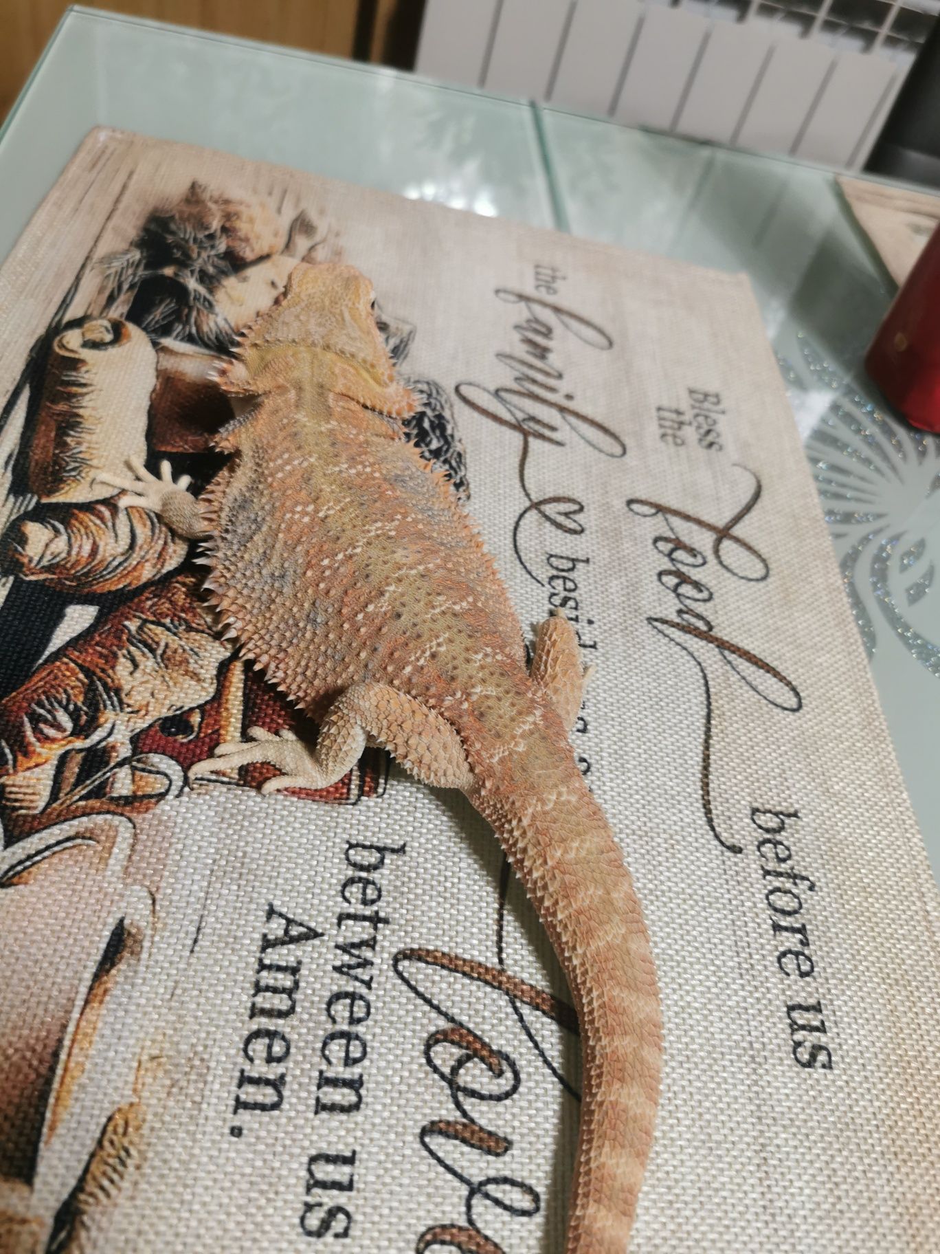 Agama brodata młoda