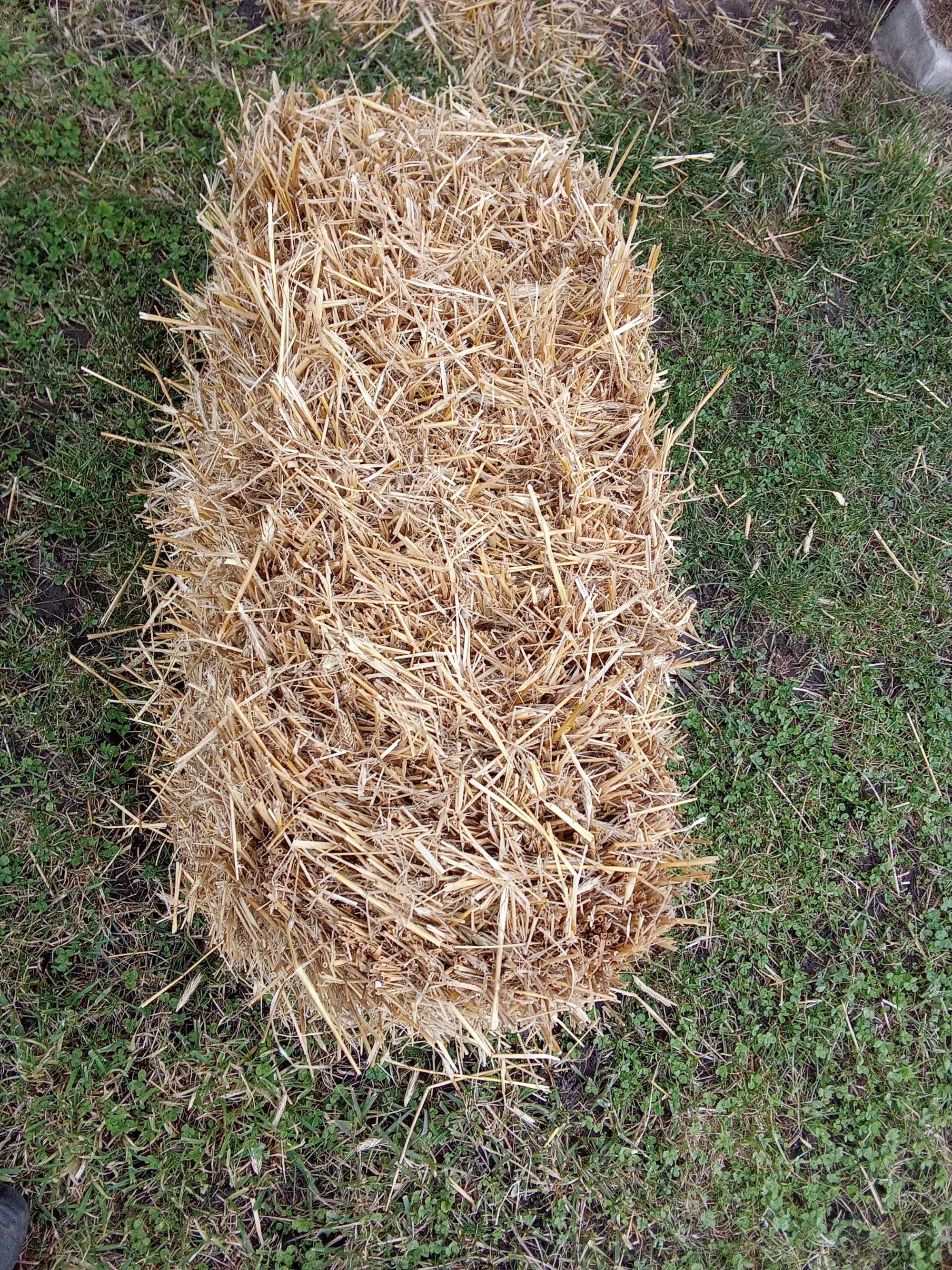 Słłoma kostka 6,50zł szt.